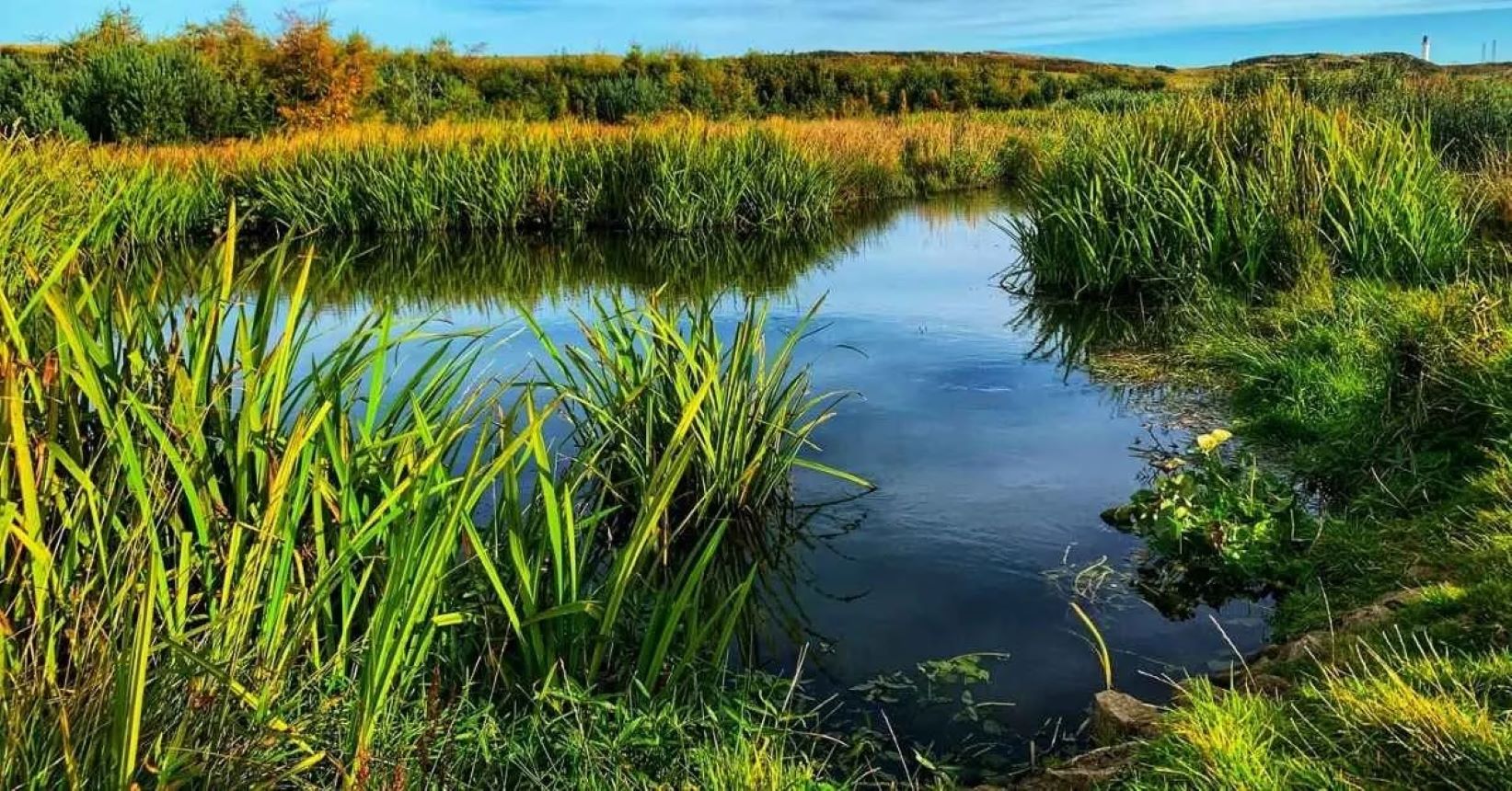 Borjuli Wild Rice Habitat in Assam Declared a Biodiversity Heritage Site